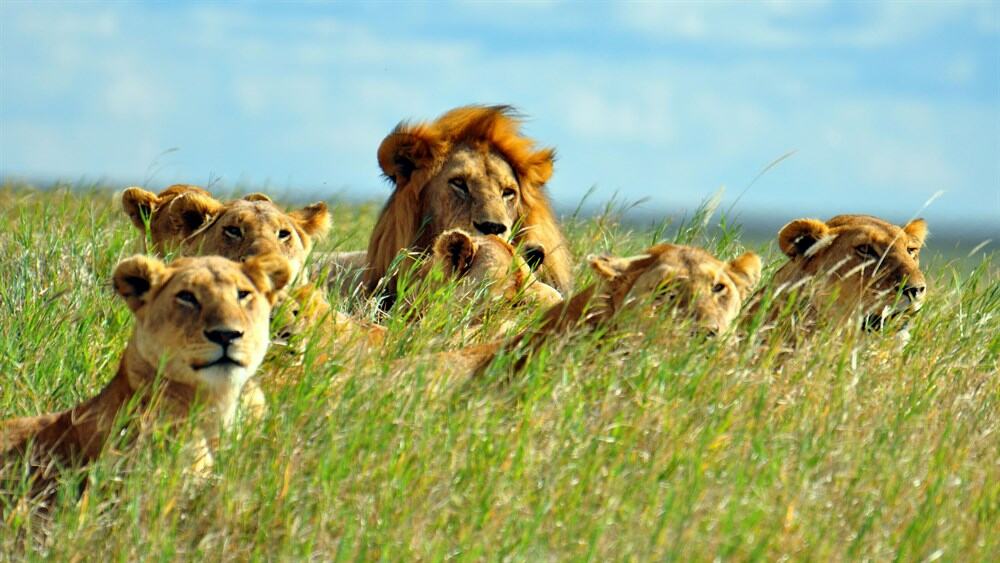 A Pride Of Lions In The Distance