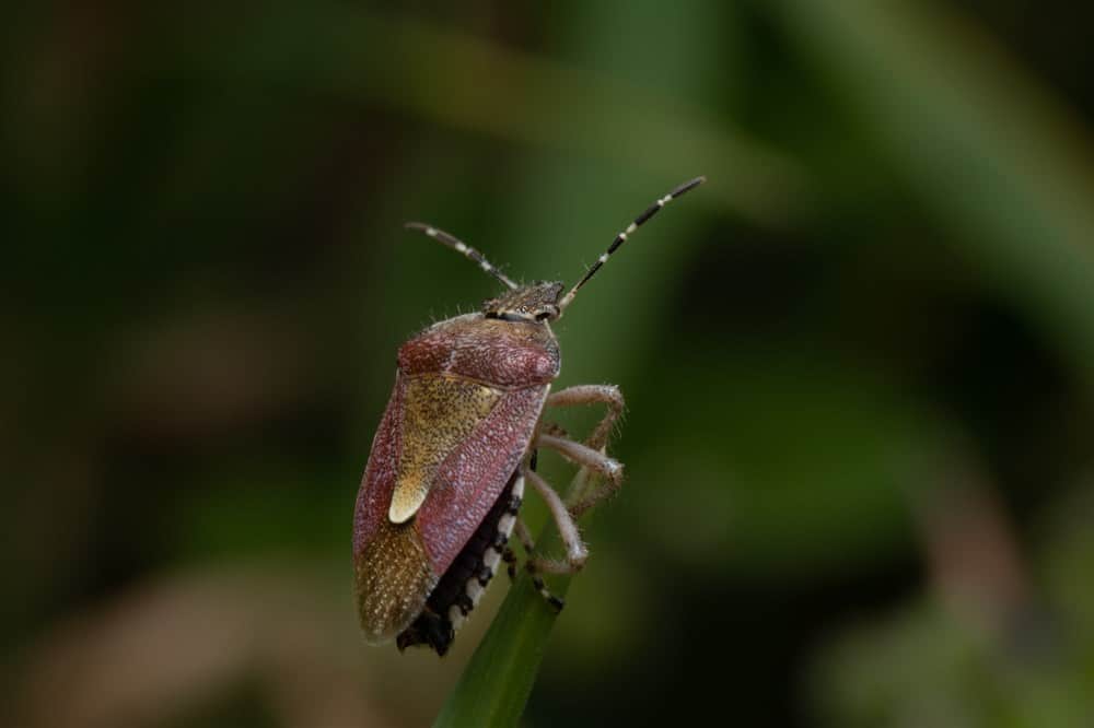Are Stink Bugs Good Luck?