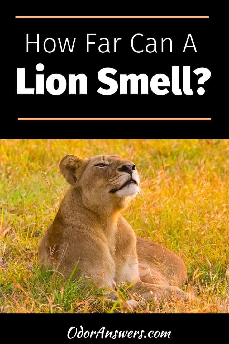 How Good Is A Lions Sense Of Smell?