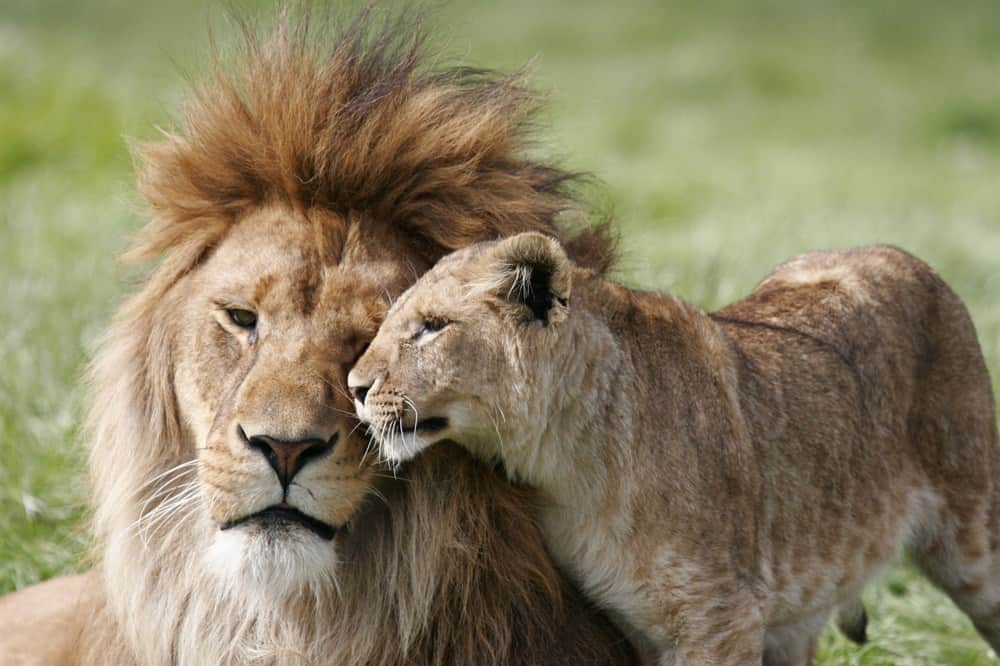 Male and Female Lion In a Field