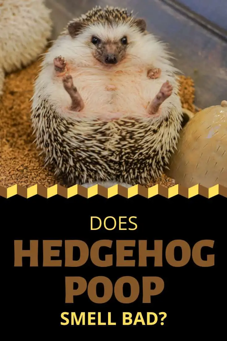 What does hedgehog poop smell like?