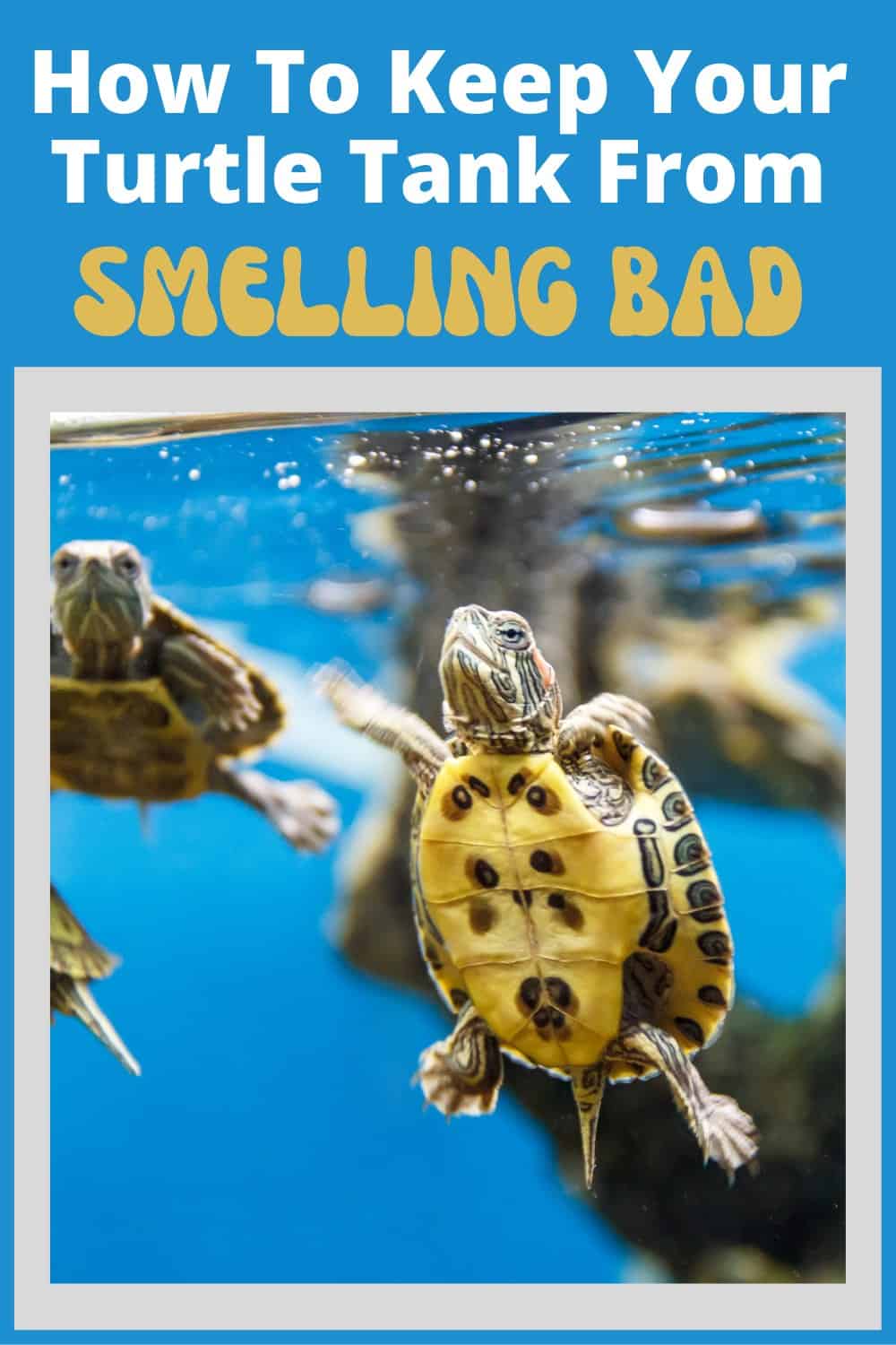 Why Do Turtle Tanks Smell Bad?