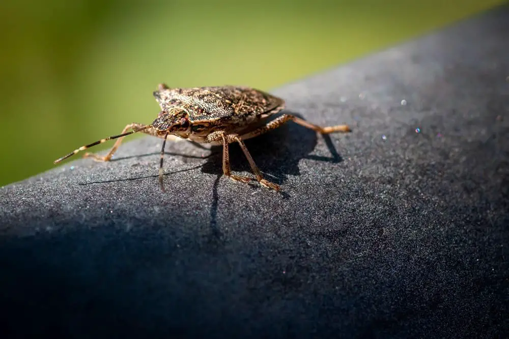 Are Stink Bugs Harmful To Humans?