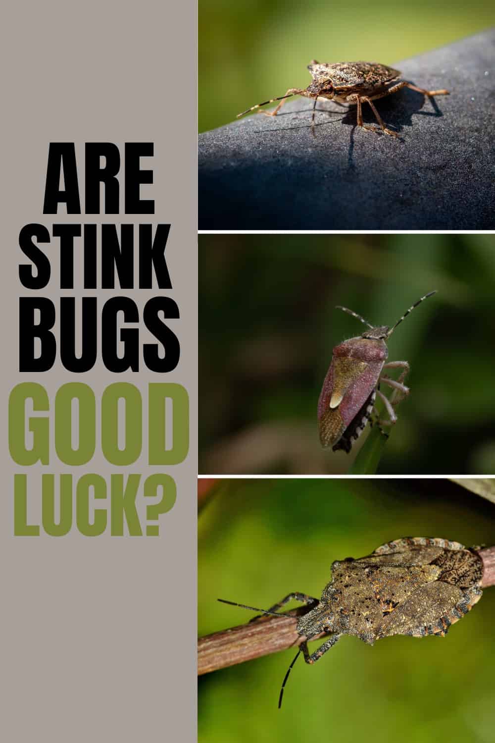 Do Stink Bugs Bring Good Luck To Your Home?