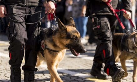 How Long Can A Police Dog Track A Scent?