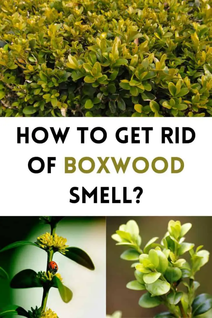 How To Get Rid Of Boxwood Smell?