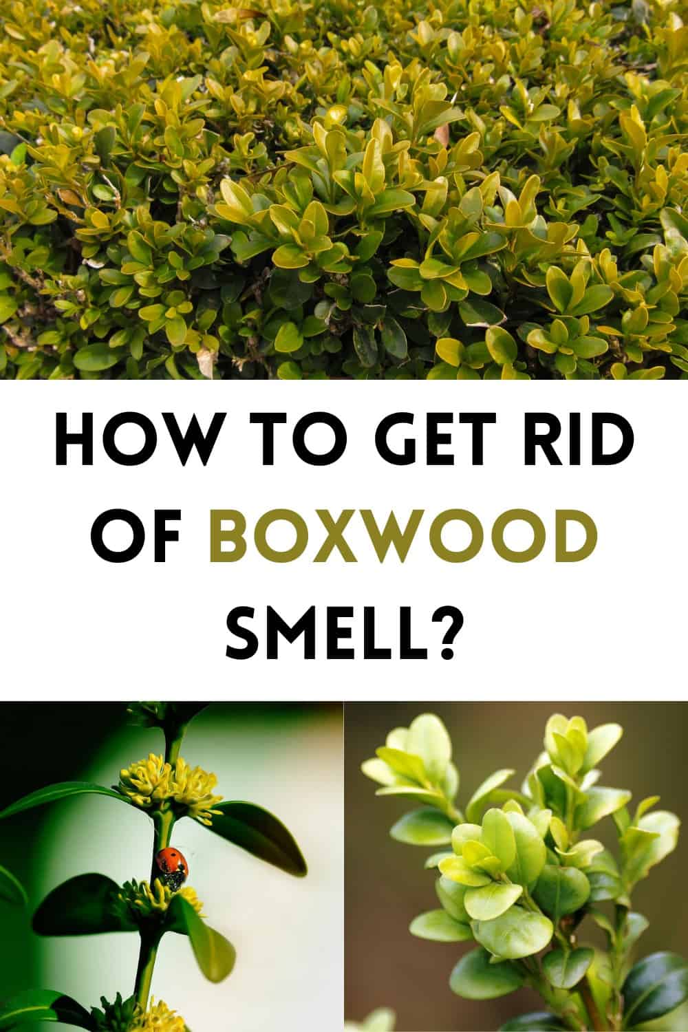Remove the odor of Boxwood