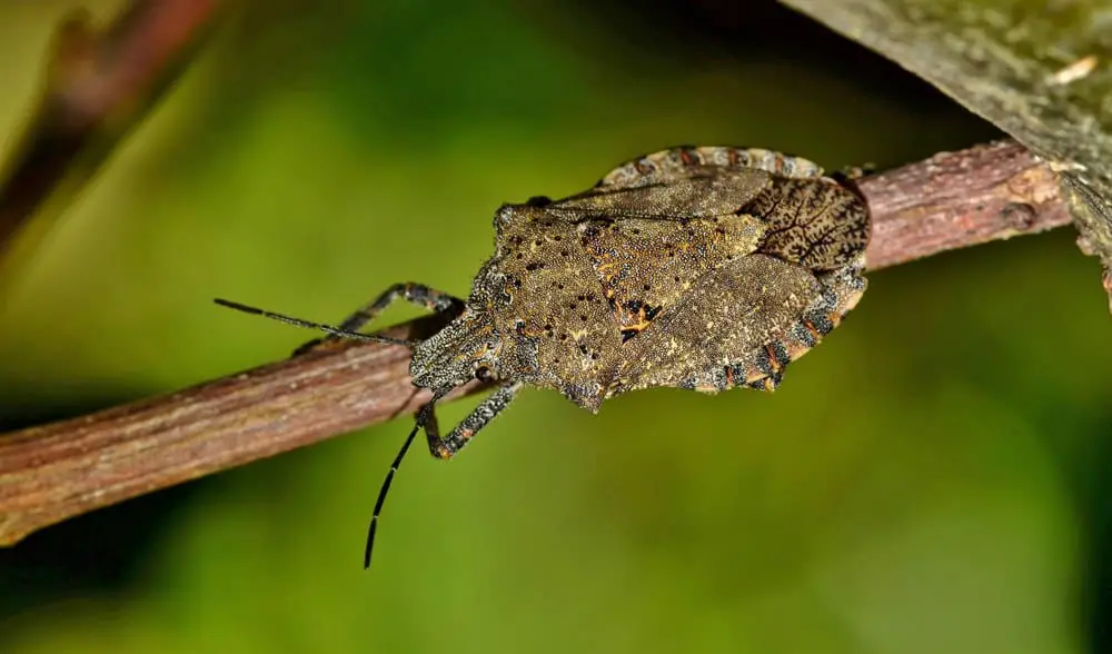 What Does The Stink Bug Symbolize?