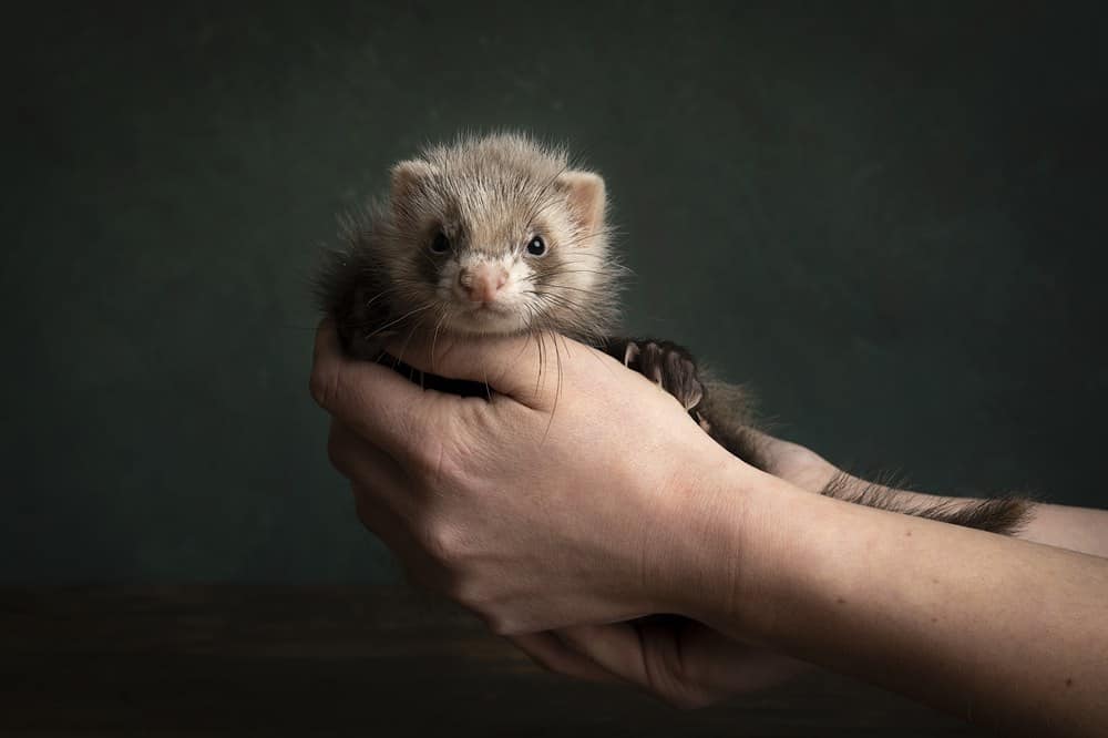 Will An Air Purifier Help With Ferret Smell?