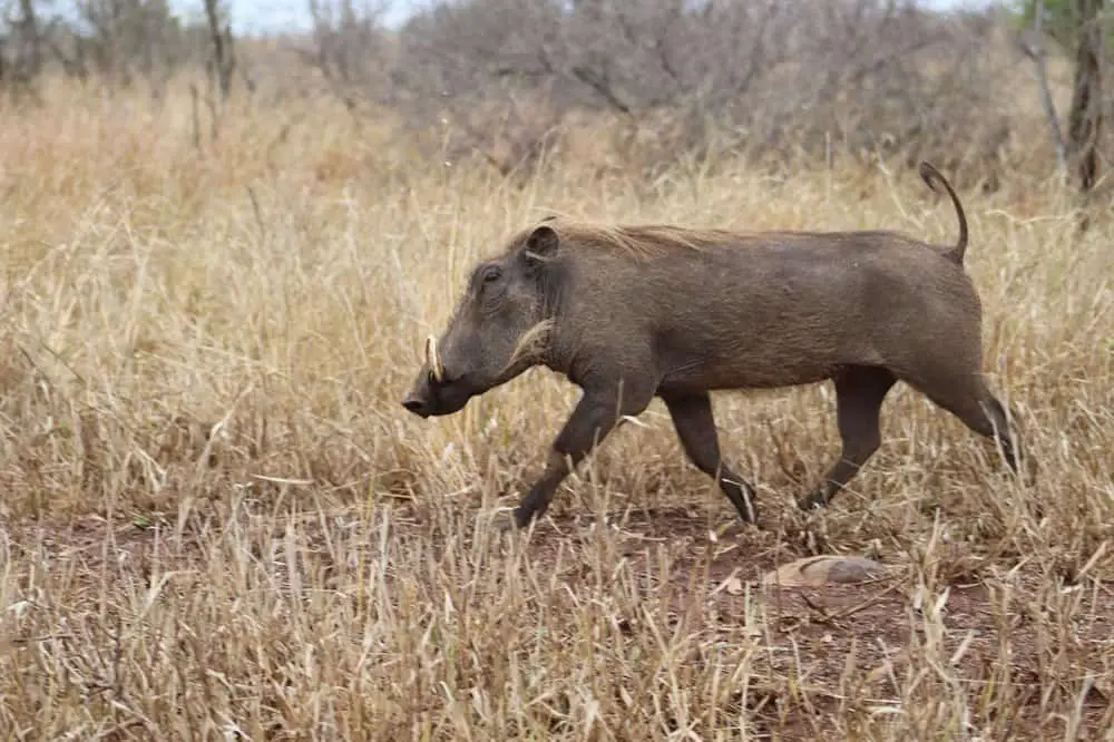 A stinky warthog on the run