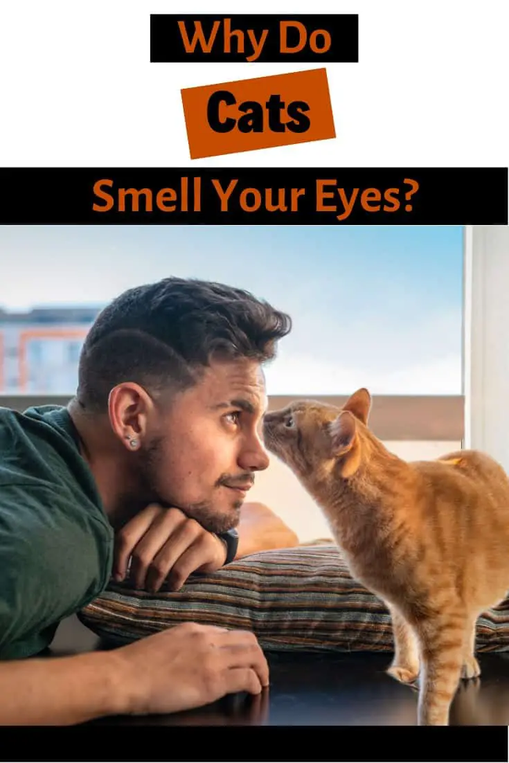Why Does My Cat Smell My Eyes?