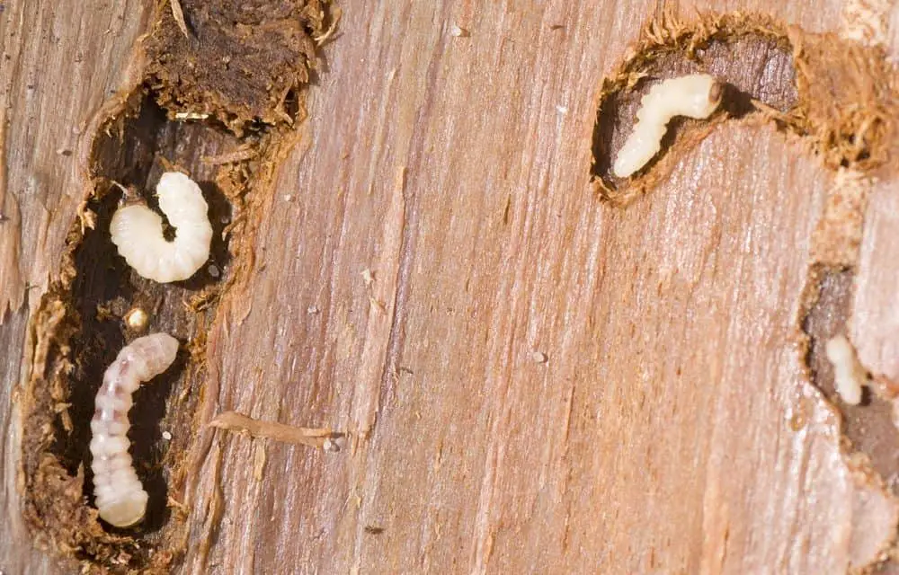 Does Woodworm Smell?