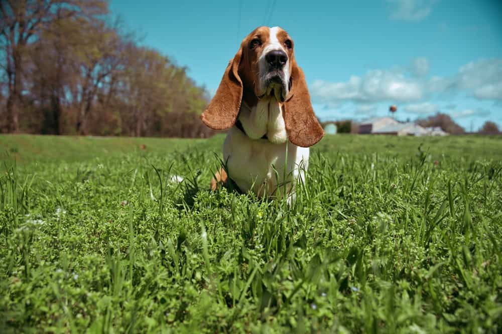 Why Does My Basset Hound Smell So Bad?