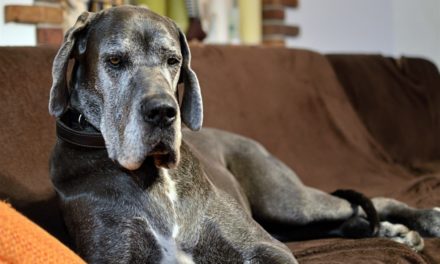 Why Does My Great Dane Smell So Bad?