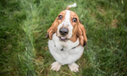 Why Does My Basset Hound Smell So Bad?