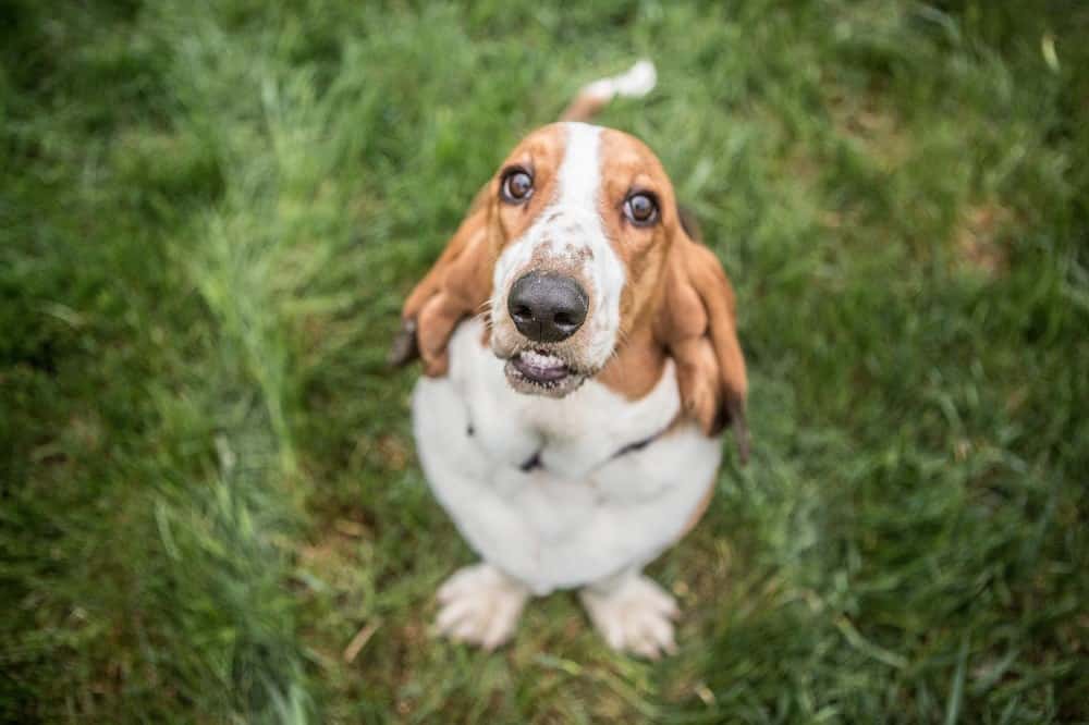 Why Does My Basset Hound Smell So Bad?