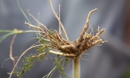 Why Does Valerian Root Stink?