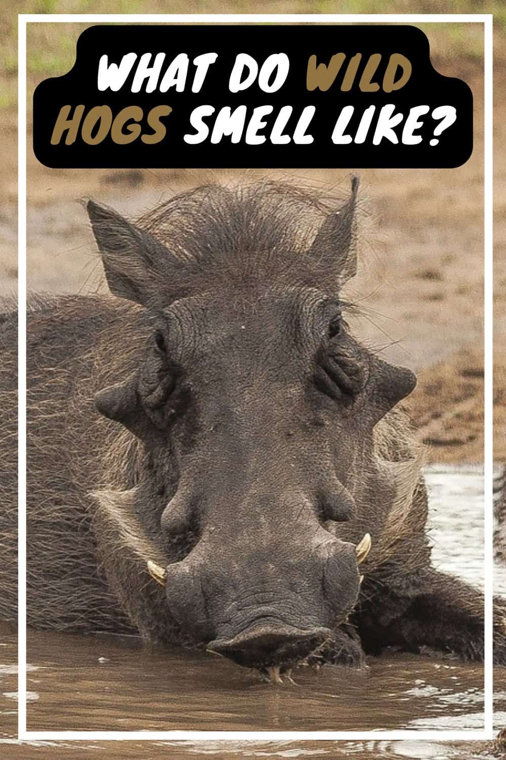 Wild Hogs smell like feces and urine