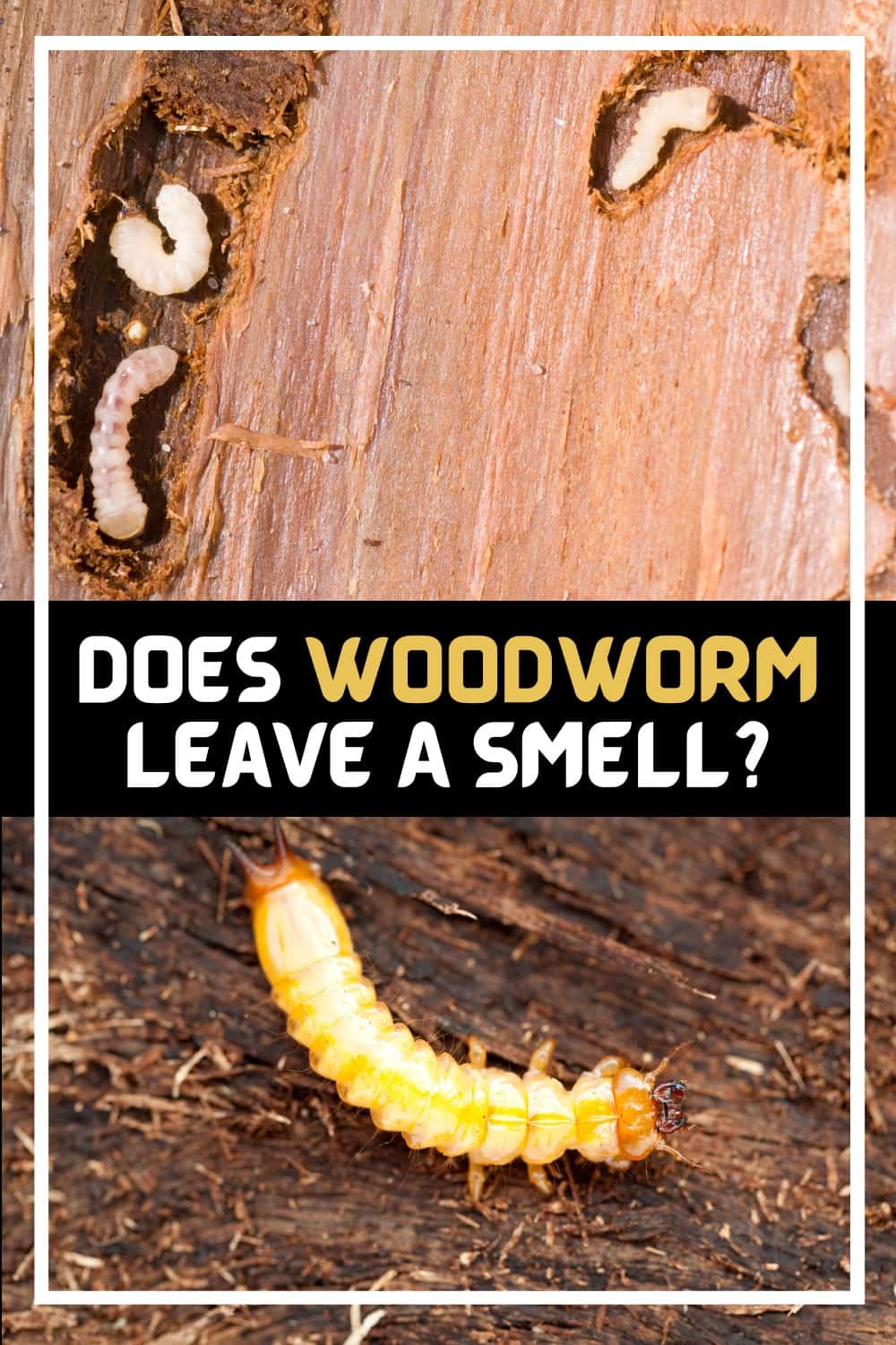 Woodworm does not smell
