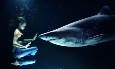 Can Sharks Smell Fear?