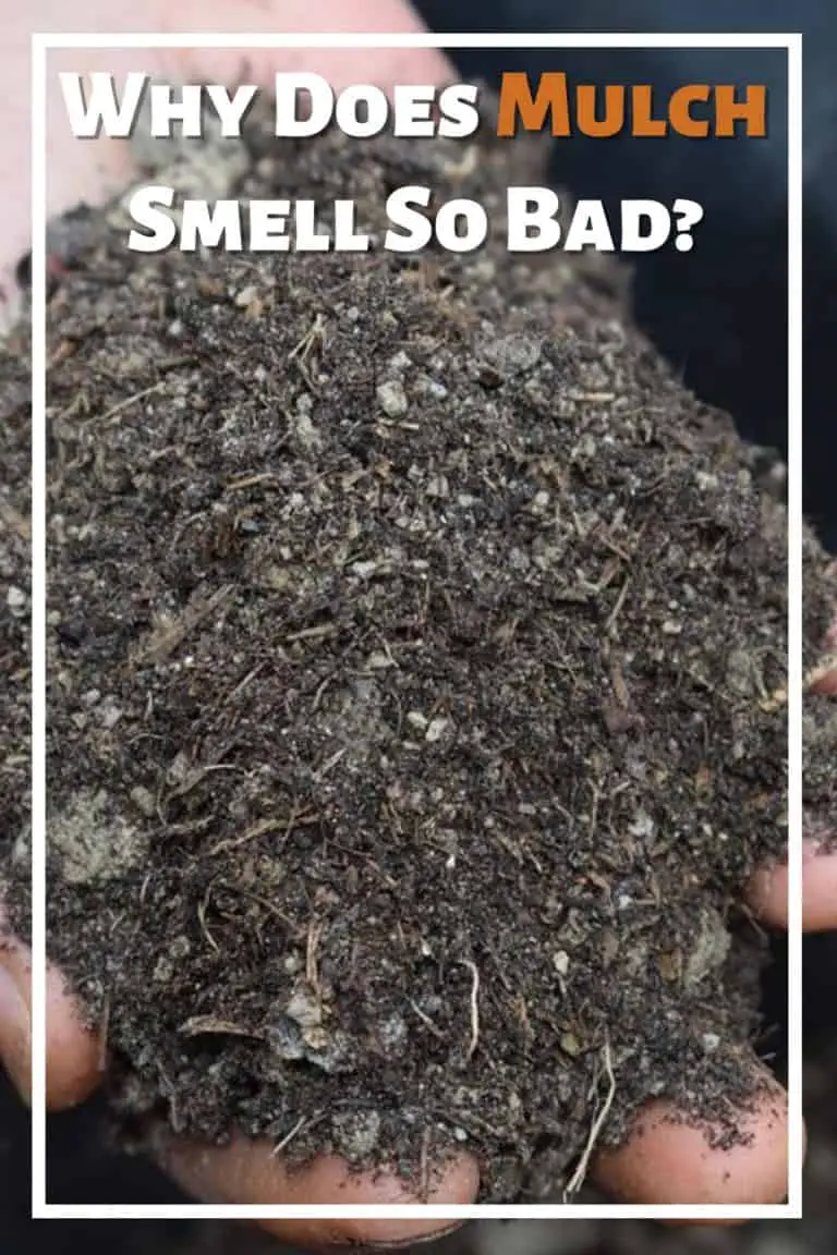Why Does Mulch Smell So Bad? (And How To Fix It)