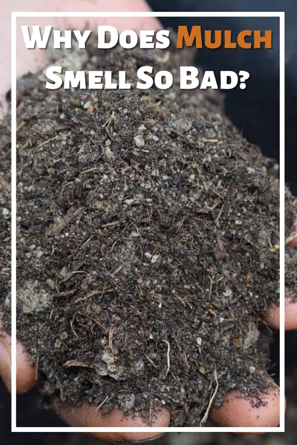 Mulch smells like manure when it has begun to decompose