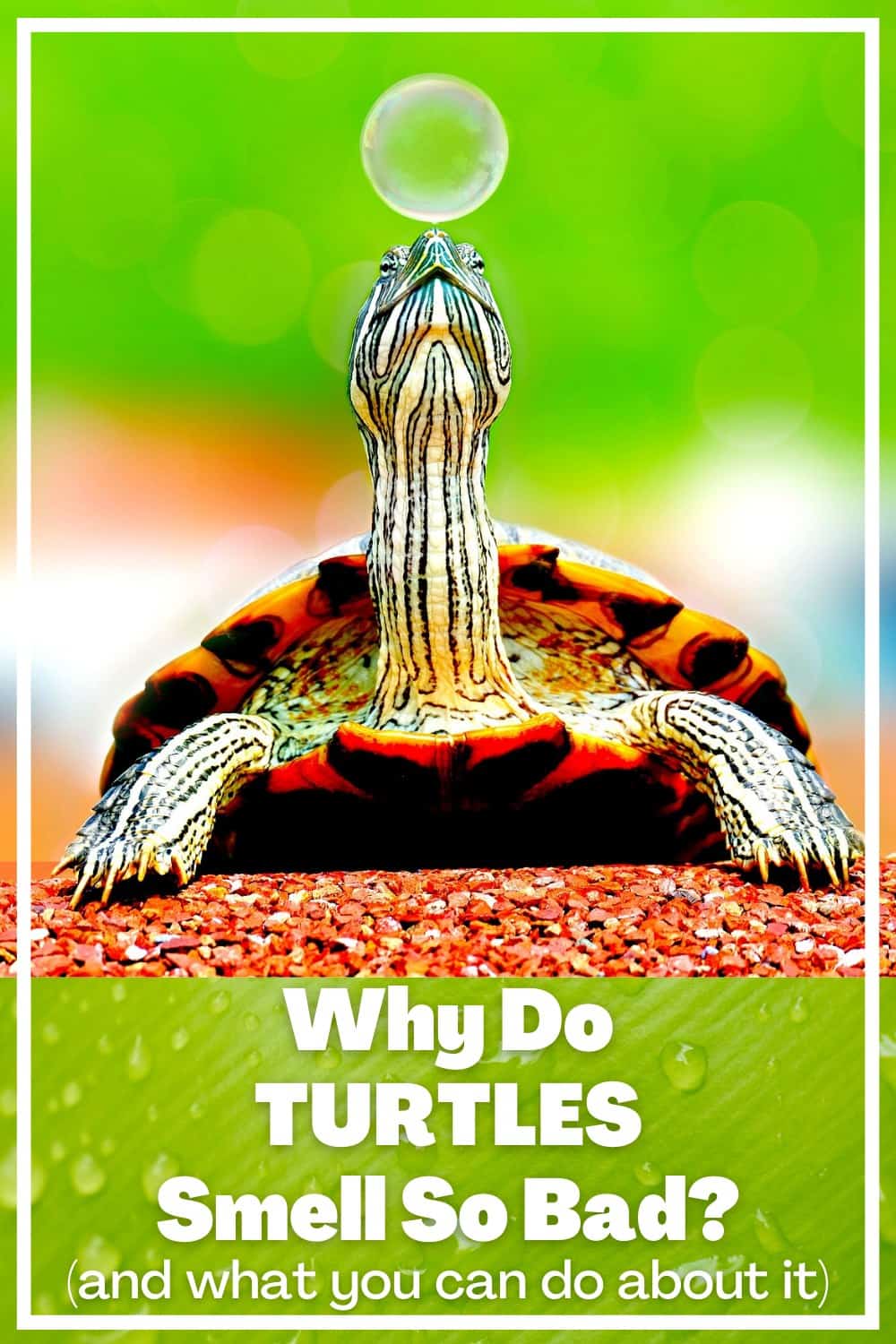 Why Do Turtles Smell So Bad?