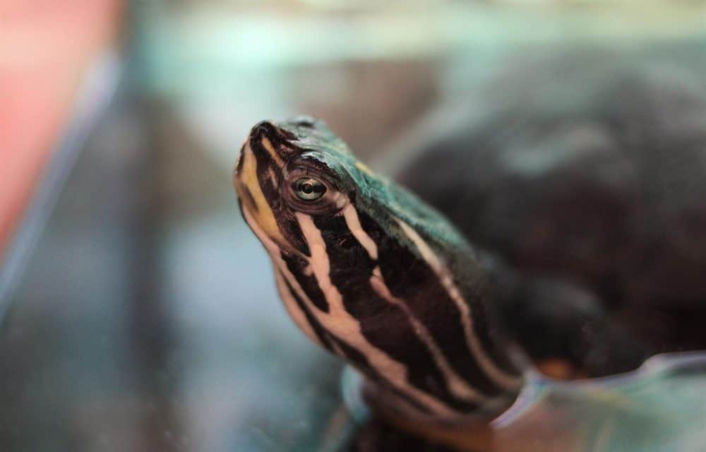 Why Do Turtles Smell So Bad?