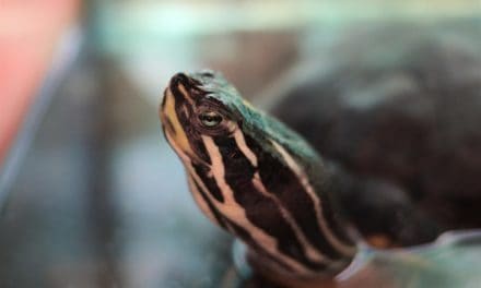 Why Do Turtles Smell So Bad?