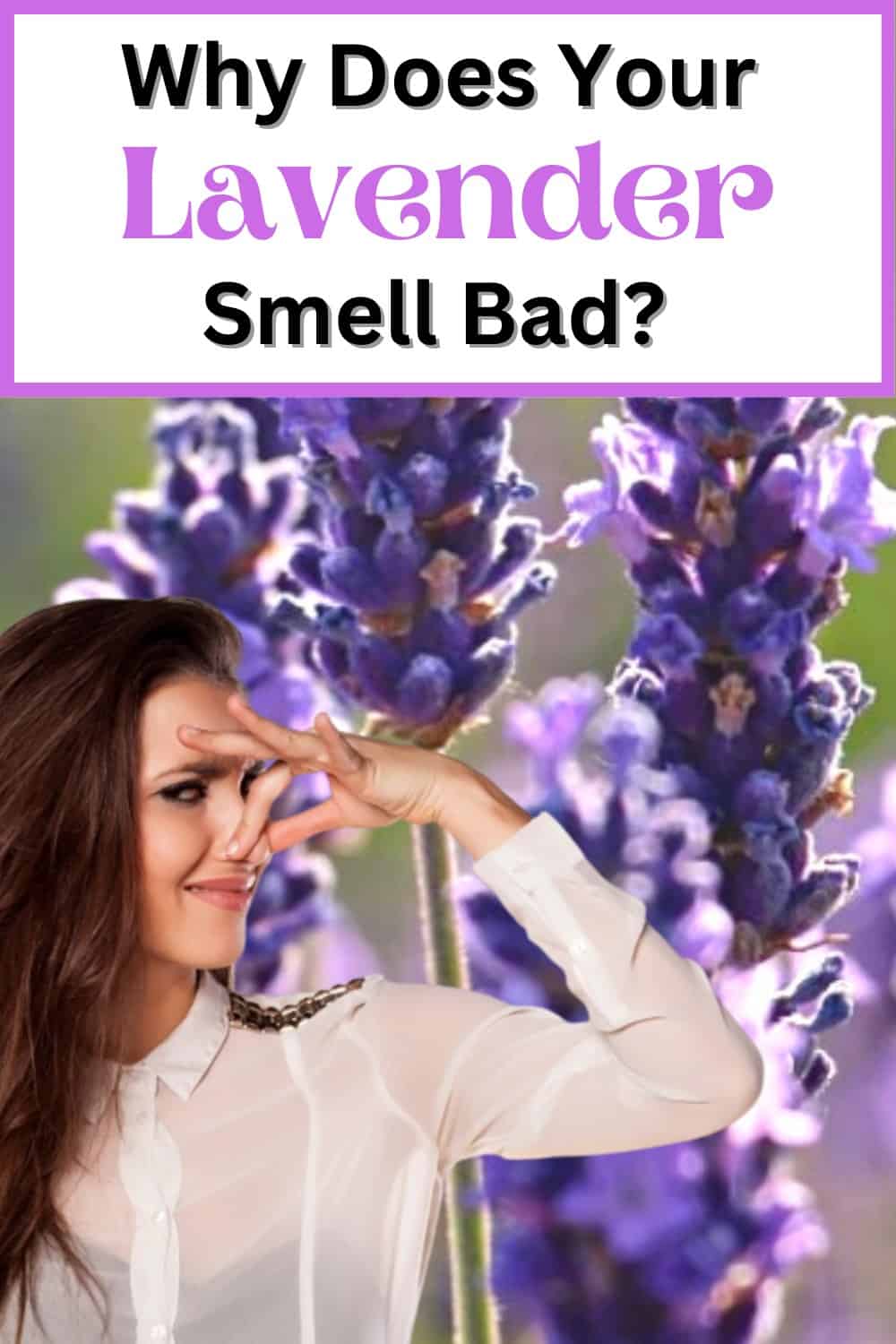 Why Does Your Lavender Smell Bad?