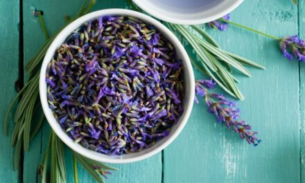 Why Does Your Lavender Smell Bad?
