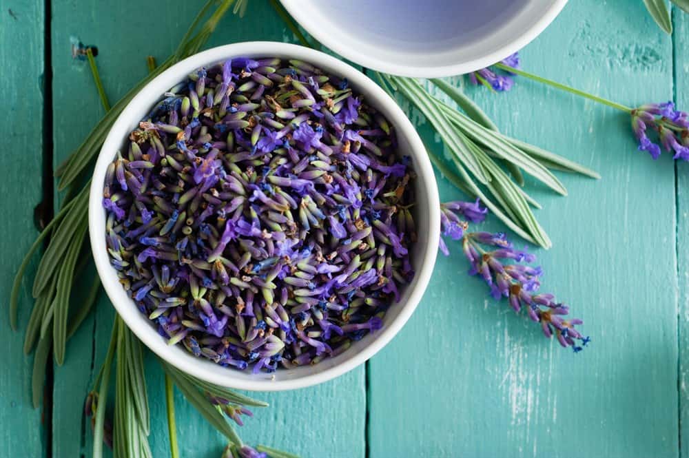 Why Does Your Lavender Smell Bad?