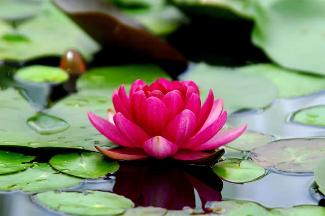 Do Lotus Flowers Have A Scent? (What Does Lotus Flower Smell Like?)