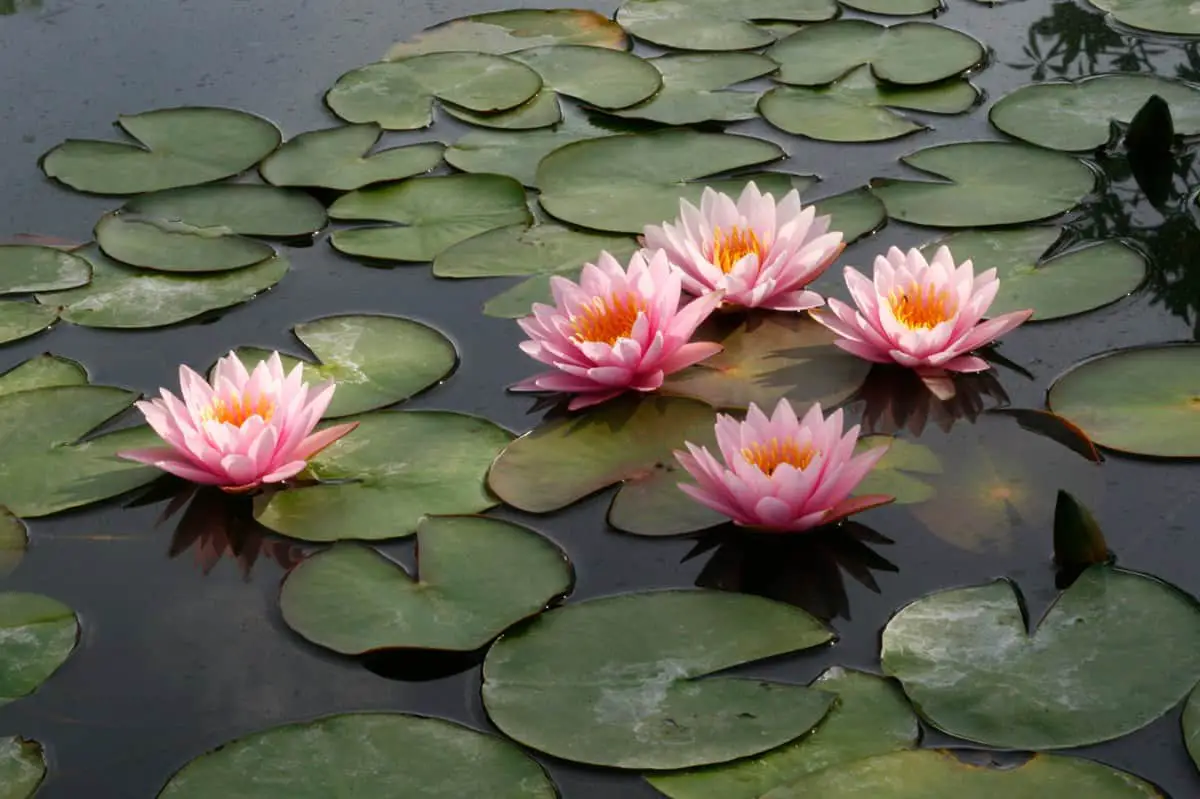 Do Lotus Flowers Have A Scent? (What Does Lotus Flower Smell Like?)