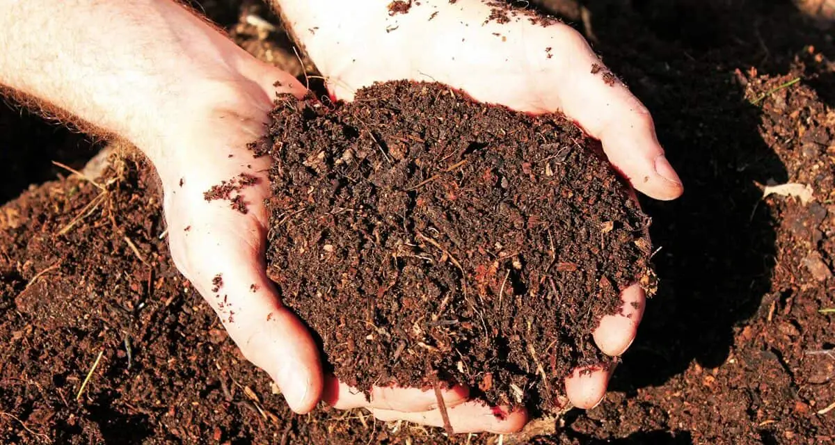 How To Get Rid Of Manure Smell In Soil 