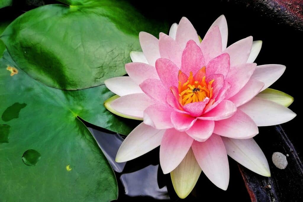 Do Lotus Flowers Have A Scent? (What Does Lotus Flower Smell Like?)