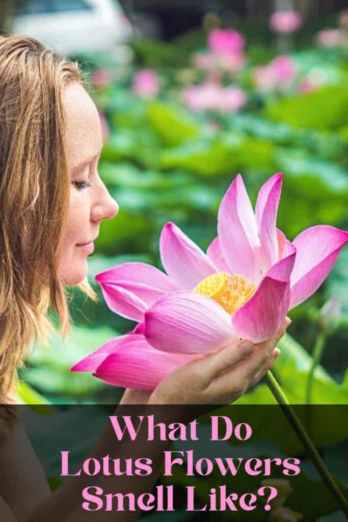 Do Lotus Flowers Have A Scent? (What Does Lotus Flower Smell Like?)