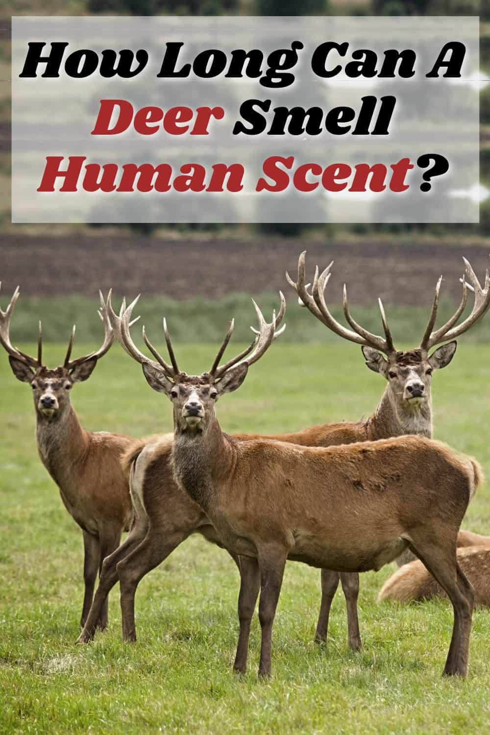 How Long Can A Deer Smell Human Scent?
