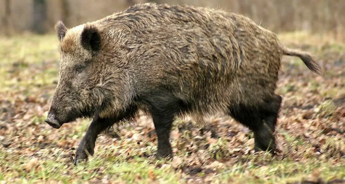 Can Wild Hogs Smell Humans?