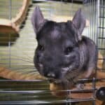 Does Chinchilla Pee Smell?