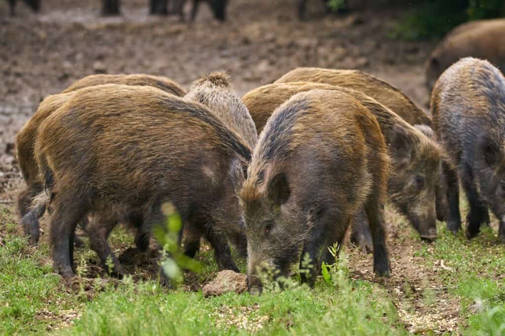 How Good Is A Hogs Sense Of Smell?