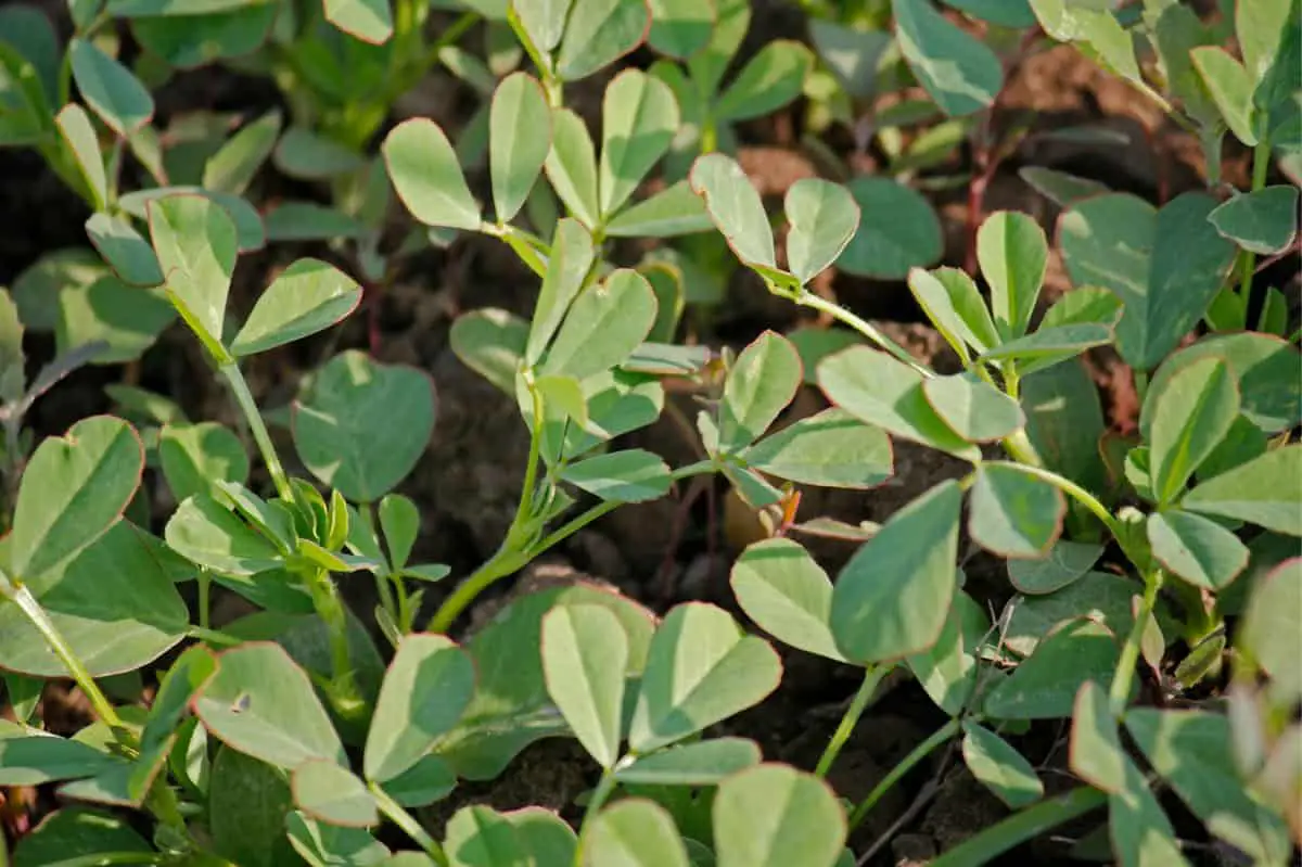 How To Get Rid Of Fenugreek Smell From Hair