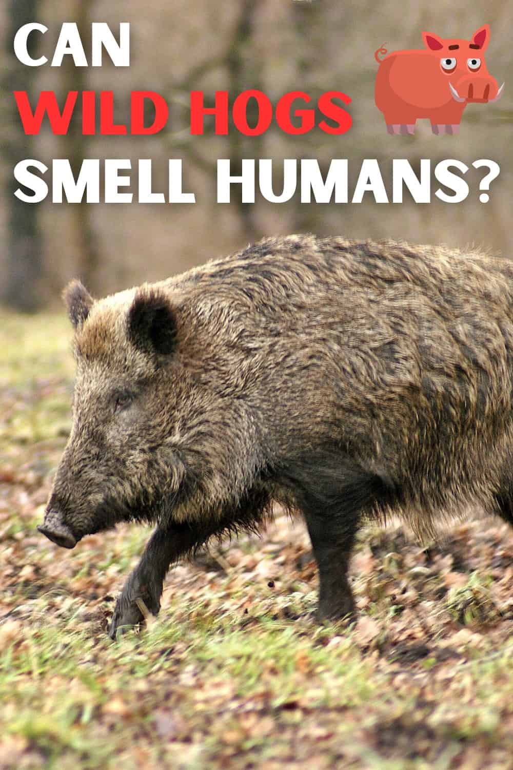 hogs can smell human scent