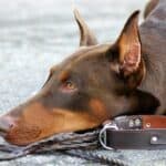 Do Dobermans Lose Their Sense Of Smell? (Or is it a Myth?)