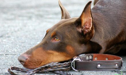 Do Dobermans Lose Their Sense Of Smell? (Or is it a Myth?)