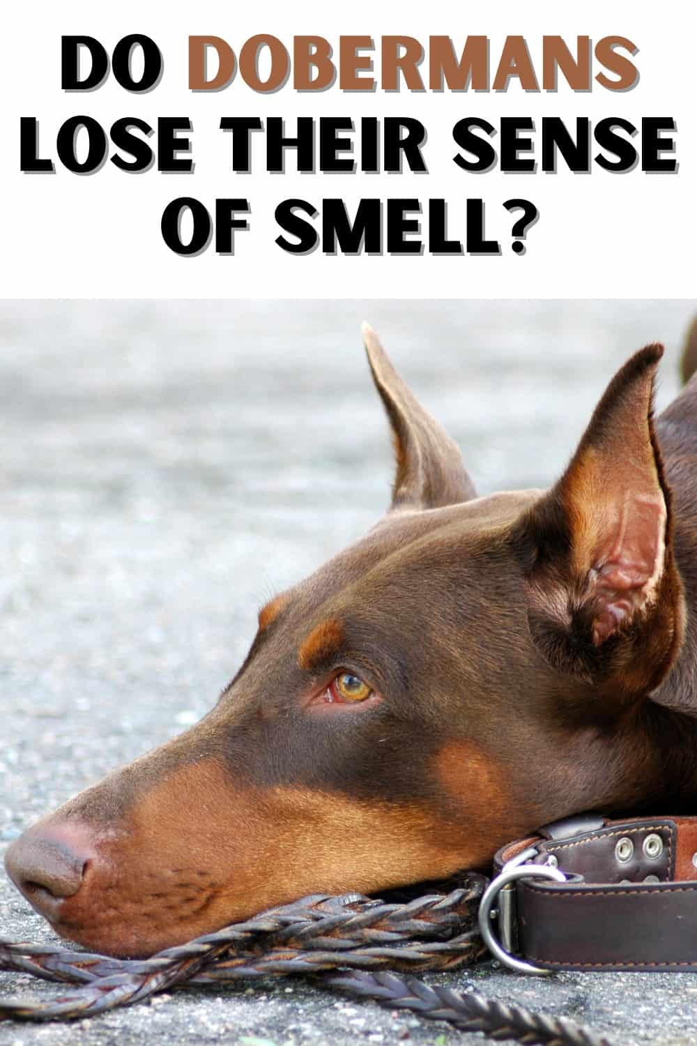 Dobermans do not naturally lose their sense of smell as they age