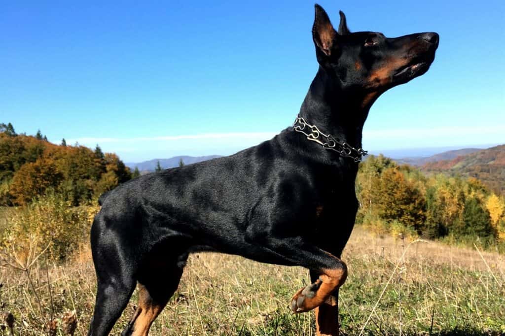 Reasons Why Your Doberman Could Lose Their Sense Of Smell