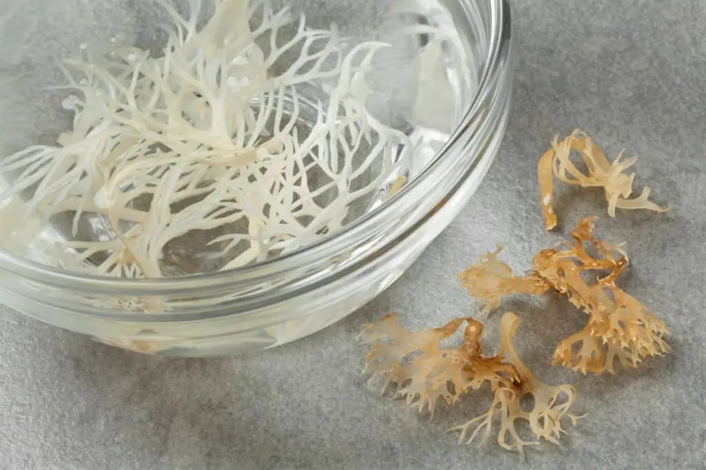 Sea moss gives off little odor