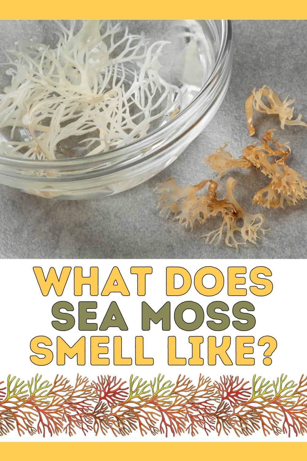 Sea moss smells like the ocean