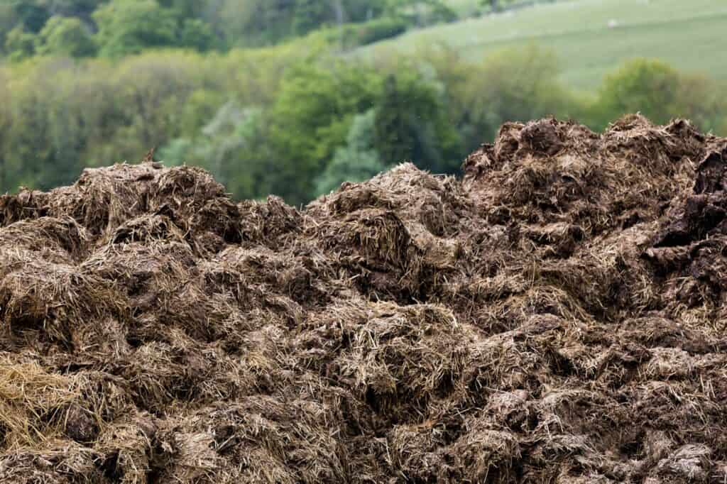 Try not to get cow manure on your clothes